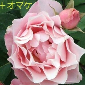 ピンク バラ挿し木苗