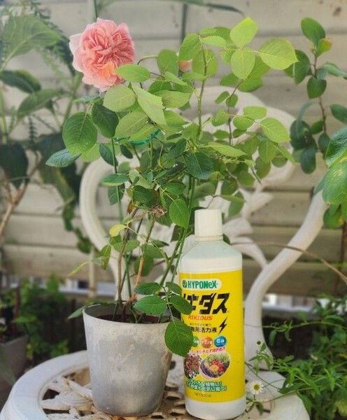 薔薇 (アンティークカラー系) 挿し木二年生苗 大き目