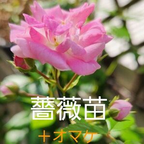 薔薇 挿し木苗
