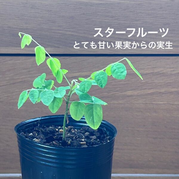 634〓スターフルーツ 実生 不明種 とても甘い果実からの実生 現品 鉢ごと 熱帯果樹