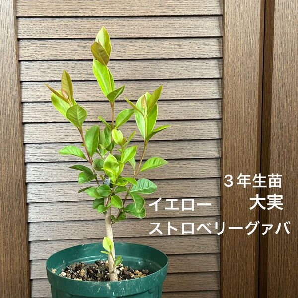639〓イエローストロベリーグァバ 大実 3年生苗 現品 鉢ごと 熱帯果樹