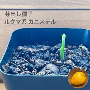 642〓カニステル ルクマ系 発芽種子 鉢ごと 現品 熱帯果樹