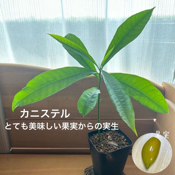 584〓カニステル とても美味しい果実からの実生 鉢ごと 現品 熱帯果樹