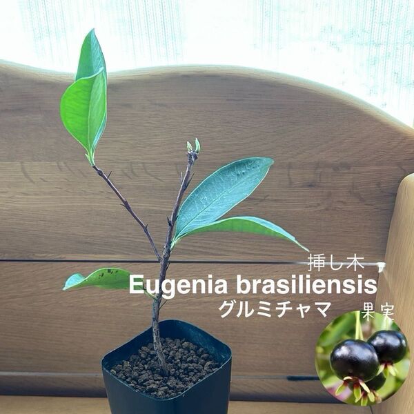 633〓人気種 Eugenia brasiliensis グルミチャマ 挿し木 現品 鉢ごと 熱帯果樹 (ジャボチカバ)