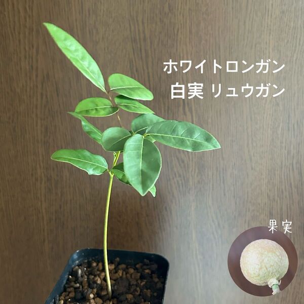 587〓希少ホワイトロンガン 白実 リュウガン 実生 生育良好苗 中大チビ苗 現品 熱帯果樹