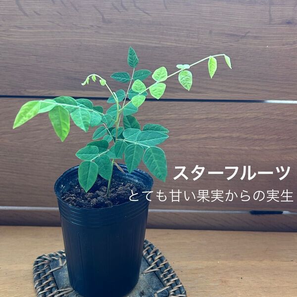 631〓スターフルーツ 実生 不明種 とても甘い果実からの実生 現品 鉢ごと 熱帯果樹 ラスト1鉢