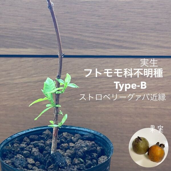 607〓フトモモ科不明種 Type-B ストロベリーグァバ近縁 実生 現品 鉢ごとチビ苗