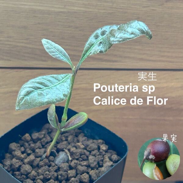 652〓希少Pouteria sp. 'Clice de Flor' アビウ 熱帯果樹 鉢ごと 現品