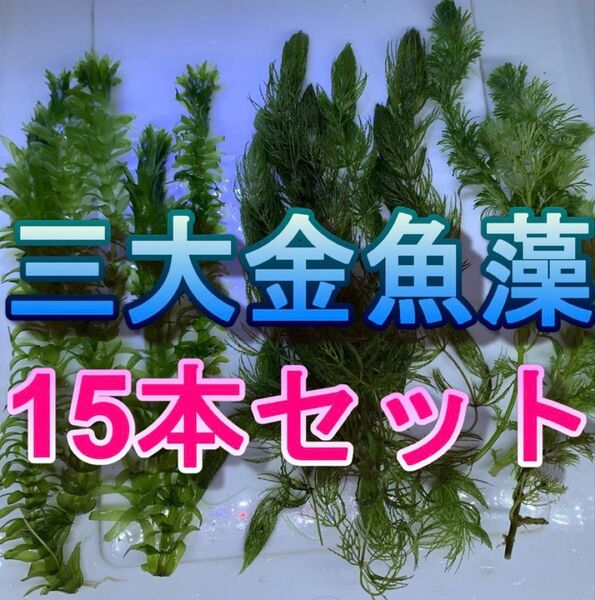 無農薬三大金魚藻15本セット