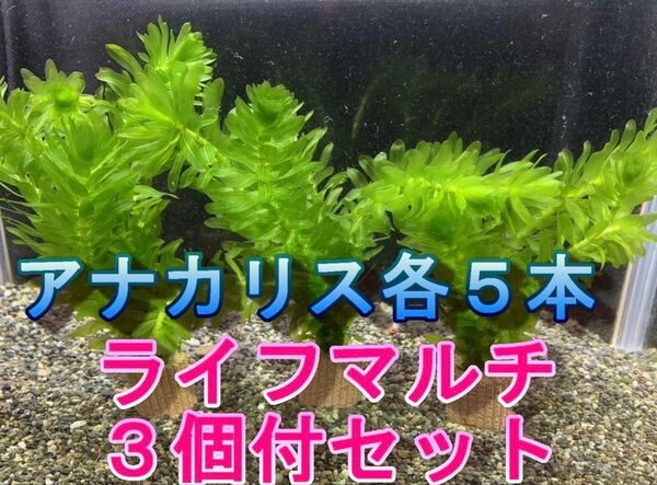 無農薬アナカリス各5本 ライフマルチ3個付きセット