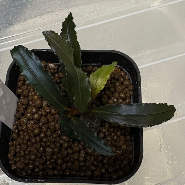 Bucephalandra sp. "HB No9" from Kalimantan barat【AZ0420-13】赤軸
