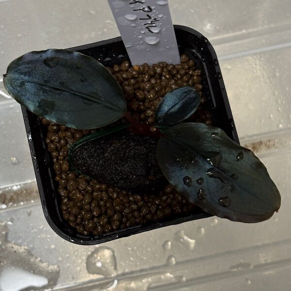 Bucephalandra sp. Theia bule