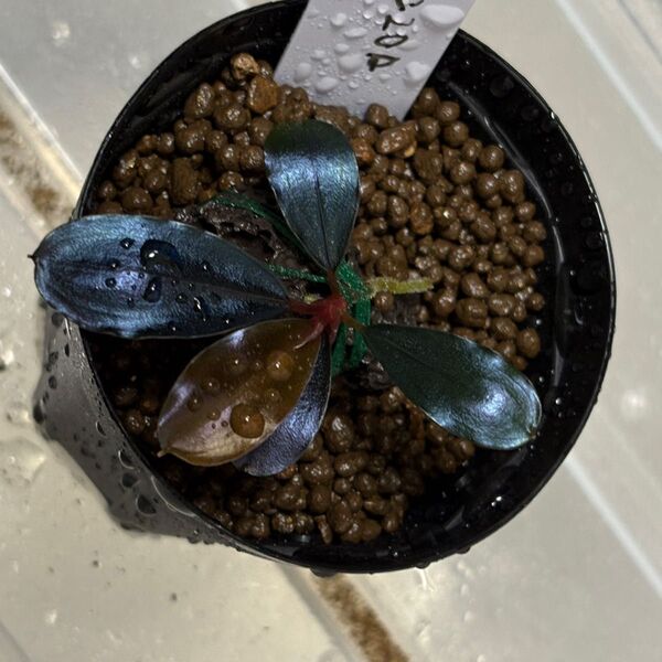 Bucephalandra sp. Ghost Kalimantan 2012