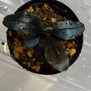 Bucephalandra sp. Theia bule
