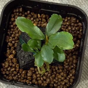 Bucephalandra sp. "彩雲" from Kapuas【AZX0420-12】