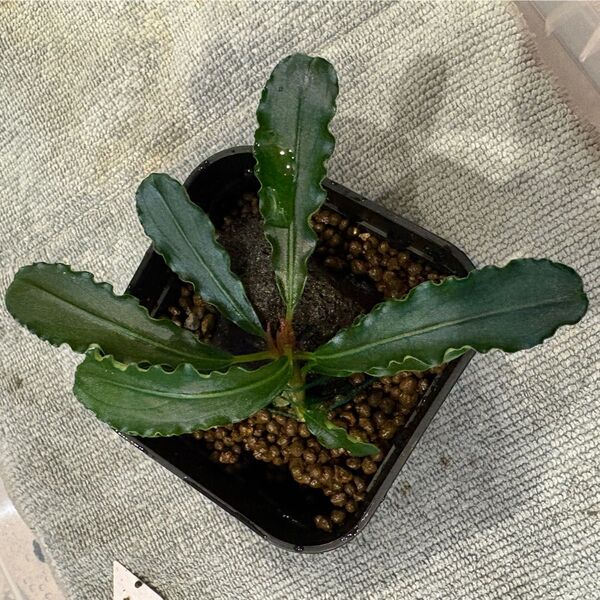 Bucephalandra sp. Murun raya【LA0813-1】ムルンラヤ LA便