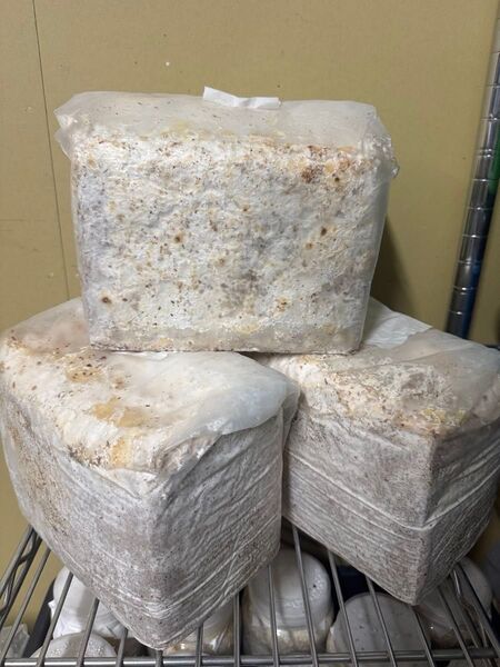 高添加 カワラ菌糸ブロック 3個 菌床ブロック タランドゥス等に レギウス オウゴンオニ