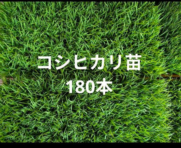 ◎そろそろ終了◎米苗 稲苗 コシヒカリ 180本