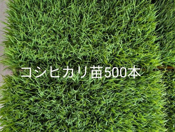 米苗 稲苗 コシヒカリ 500本以上