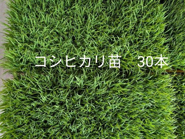 お試し 米苗 稲苗 コシヒカリ 30本