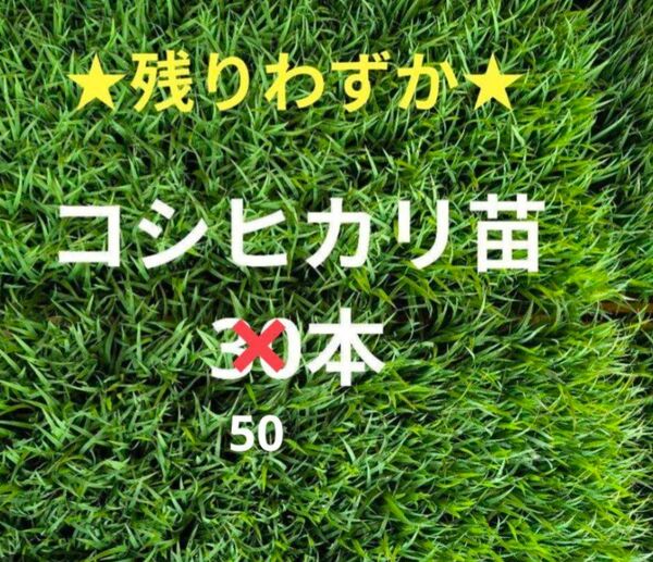 2〜3日後終了◎お試し 米苗 稲苗 コシヒカリ 50本