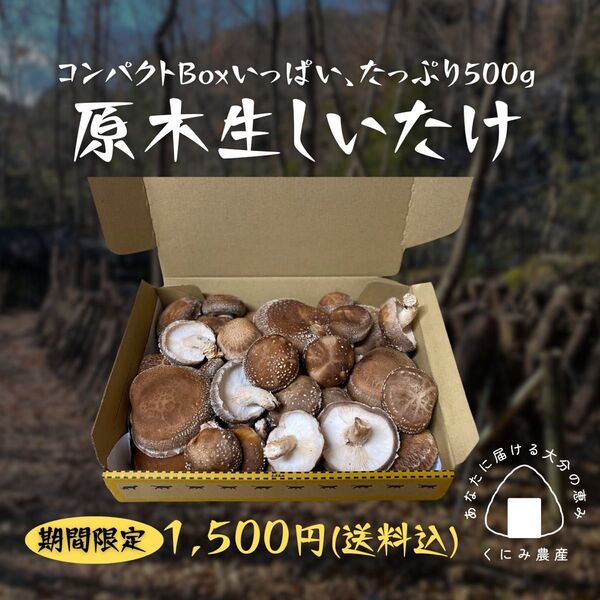 期間限定 朝採れ「原木生しいたけ」500g 大分県産