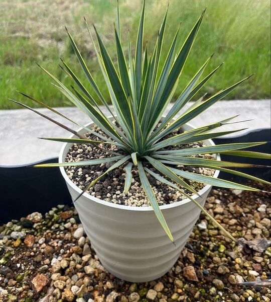 ユッカ ロストラータ Yucca 実生選抜