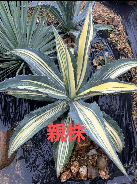 極上斑 アガベ アメリカーナ 白縞斑 耐寒性