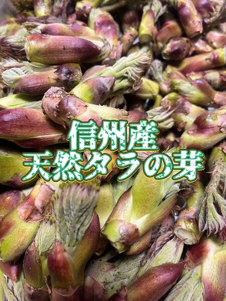 ② (訳あり)信州産 天然タラの芽 開き 小~特大 約600g