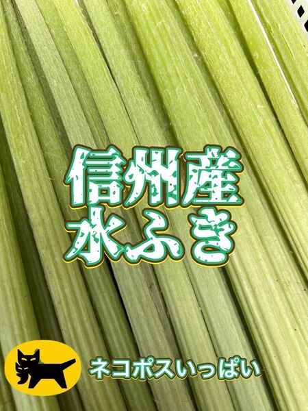信州産 山菜 水ふき 箱込み 約800g