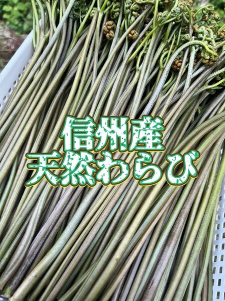 信州産 天然わらび 3kg