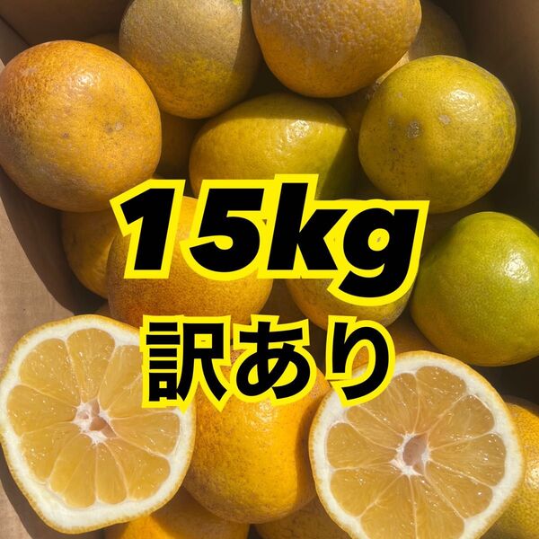愛媛県産 みかん 訳あり 河内晩柑 箱込15kg 柑橘 ミカン 果物