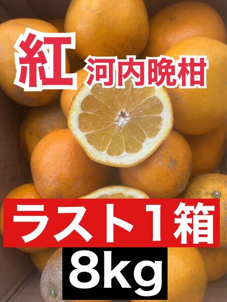 愛媛県産 みかん 家庭用込訳あり 紅河内晩柑 箱込8kg 柑橘 ミカン 果物