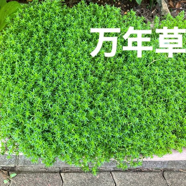 万年草マンネングサ☆ネコポスいっぱい