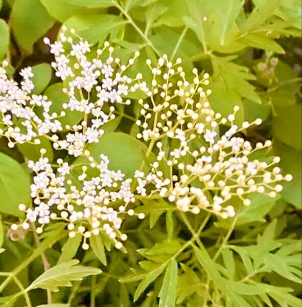 【ハーブの苗】西洋ニワトコ もみじ葉エルダーフラワー ゴールデンタワー 大苗