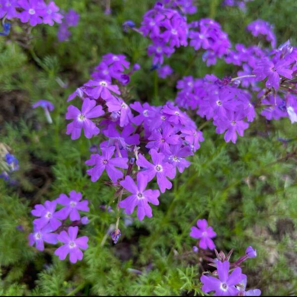 【花の苗】宿根匍匐性バーベナ 紫 苗 5本