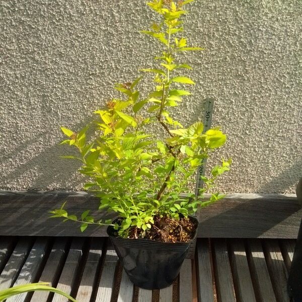 シモツケ ライムマウンド 花芽付き大苗 黄金葉