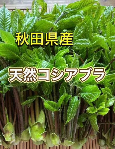 秋田県産 天然コシアブラ 200グラム