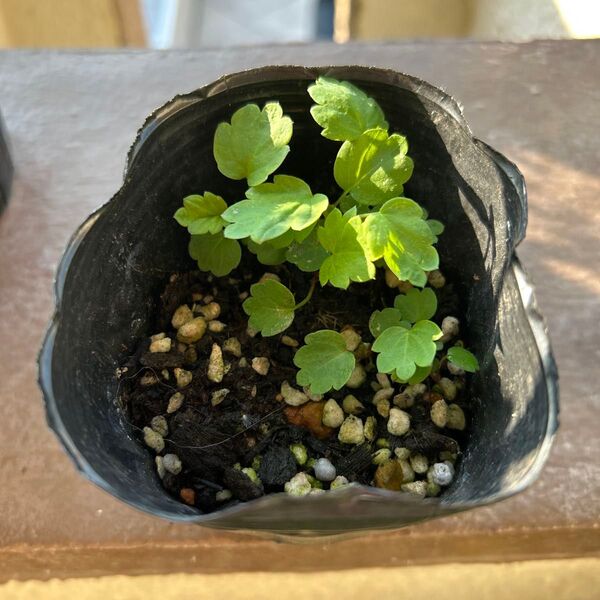 いちご苗 発芽苗 実生苗 播種