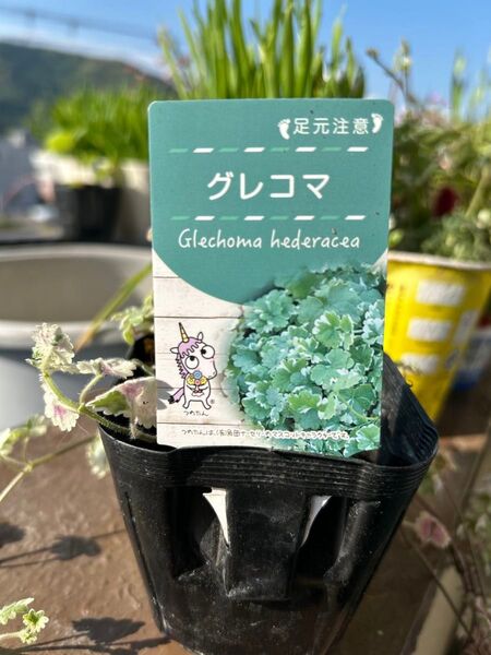 斑入りグレコマ苗 多年草