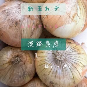 淡路島産新玉ねぎ 玉ねぎ 淡路島 農家直送 採れたて 新たまねぎ 無農薬 S,Mサイズ 小玉