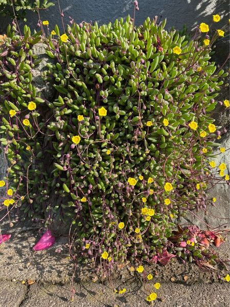 ルビーネックレス 多肉植物 たっぷり ガーデニング 初心者向け カット苗