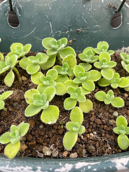 アロマティカス カット苗 10本 多肉植物 初心者向け