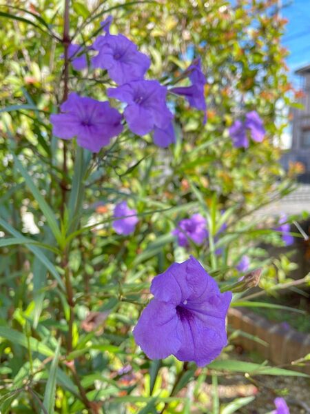 ルエリア 10本 ヤナギバルイラソウ カット苗 宿根草 ガーデニング 初心者向け 紫の花