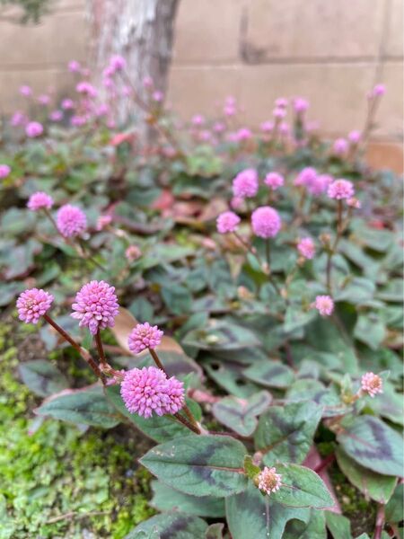 種 ポリゴナム ヒメツルソバ 抜き苗1本 グランドカバー ピンクの花