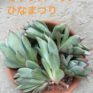 ミックスベリアひなまつり 子株 6個