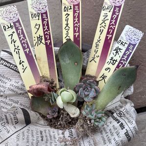 ミックスベリア 葉挿し 小苗セット 5種