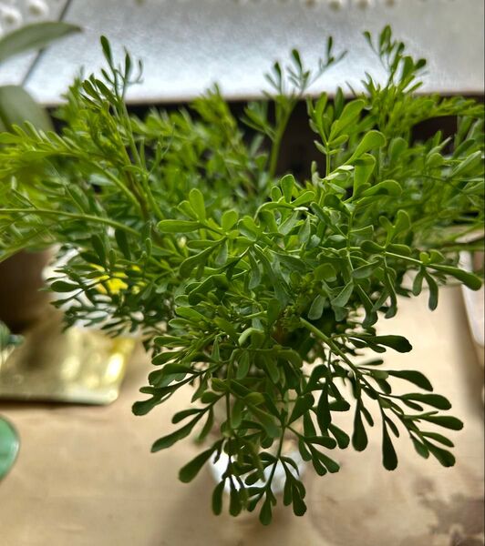 ヘンルーダ、切り苗