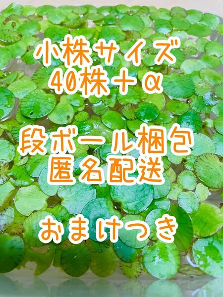 アマゾンフロッグピット40株+α 水草/浮草/水上葉 無農薬