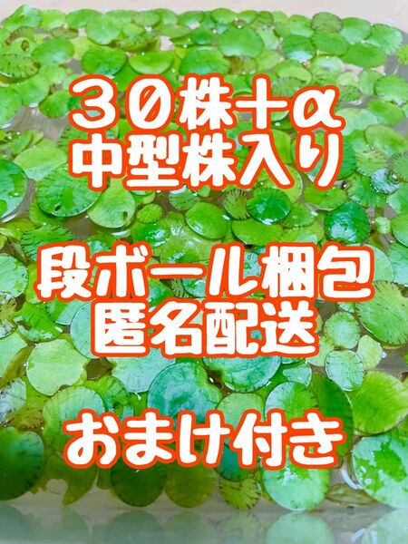 アマゾンフロッグピット30株+α 水草/浮草/水上葉 無農薬 ウィローモス